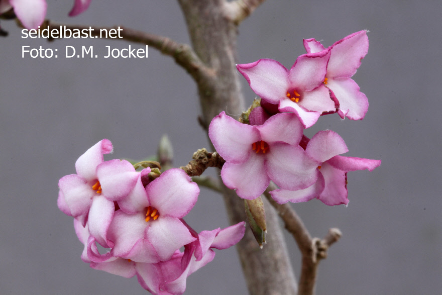 inflorescences close-up of Daphne x ‘Rotkäppchen’ 