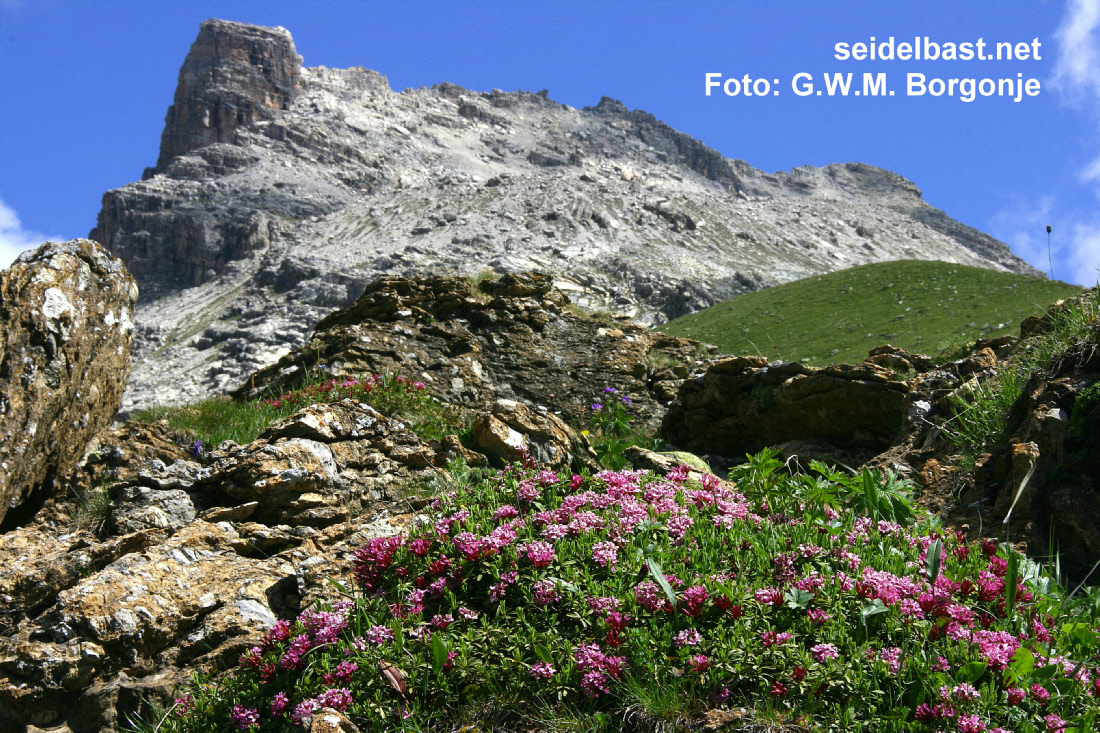 panorama view with Daphne striata in foreground, Engadin, Switzerland,-'Kahles Steinröschen' oder auch 'gestreifter Seidelbast'