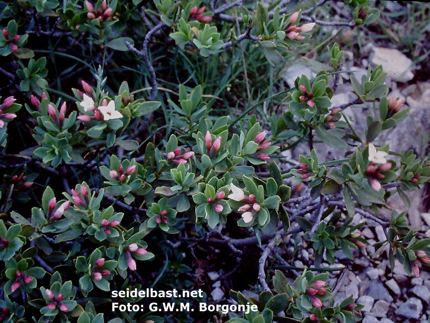 Daphne sojakii [= Daphne vermionica] at Mt. Vermio in northern Greece