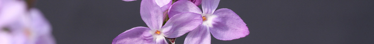 Daphne genkwa flowers in close-up