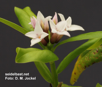 Daphne x ‘Spring Herald’ inflorescence close-up