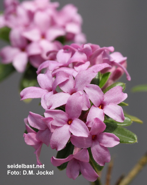 Daphne x medfordensis ‘Cheriton’ blossoms close-up, 'Medford Seidelbast'