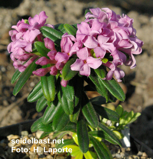 Daphne sericea ‘Collina’ x Daphne sericea