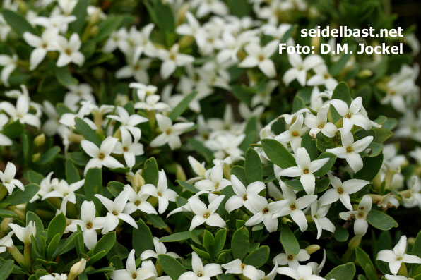 close view into a rich flowering Daphne malyana