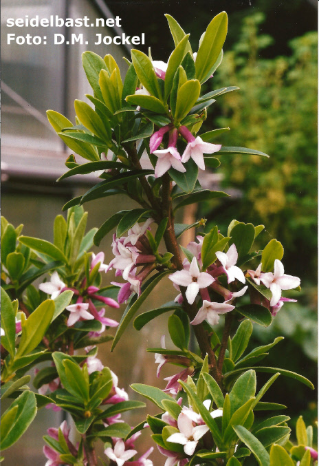 Daphne tangutica, form with pale calyx tube