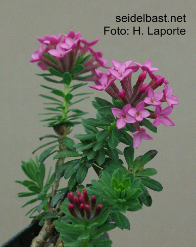 Daphne cneorum ‘Ewesley’, Rosmarin-Seidelbast