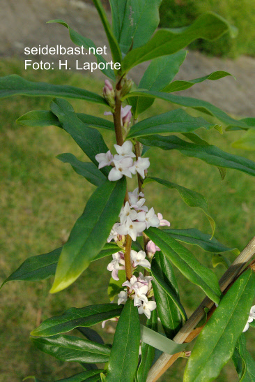 Daphne bholua ‘Alba’ Daphne bholua ‘Alba’