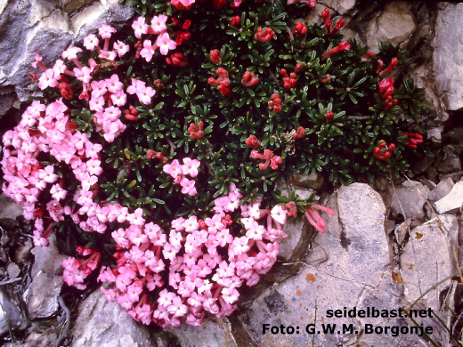 Daphne petraea at Tremalzo, Lake Garda, Italy, 'FelsenSeidelbast'