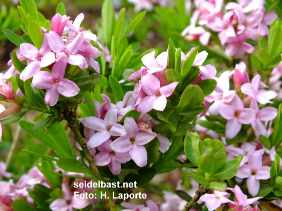 flowers close-up of Daphne x ‘Pink Star’