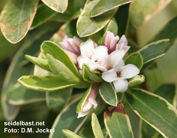 Daphne x transatlantica ‘Beulah Cross’ blossoms close-up, 'transatlantischer Seidelbast'