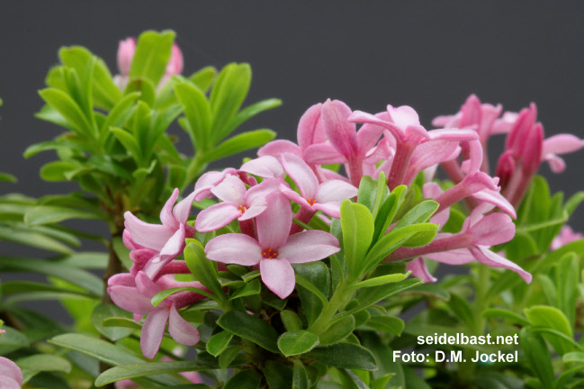 blossoms of Daphne x napolitana ‘Daniel Pesek’, 'neapolitanischer Seidelbast'