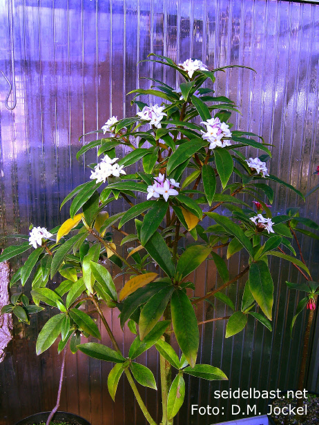 Daphne bholua ‘Darjeeling’ shrub Daphne bholua ‘Darjeeling’  flowering shrub