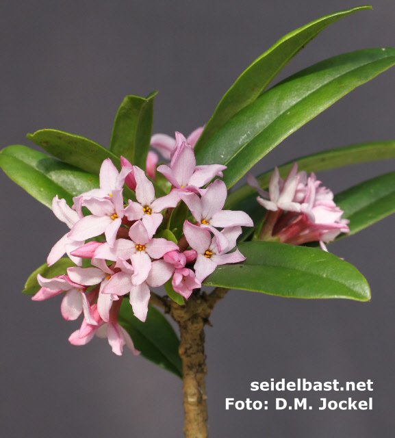Daphne wolongensis, rich flowering, 'Wolong Seidelbast'