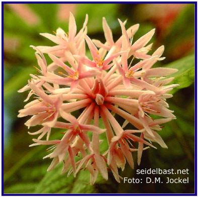 Dais cotinifolia, rosa Blütenstand Nahaufnahme