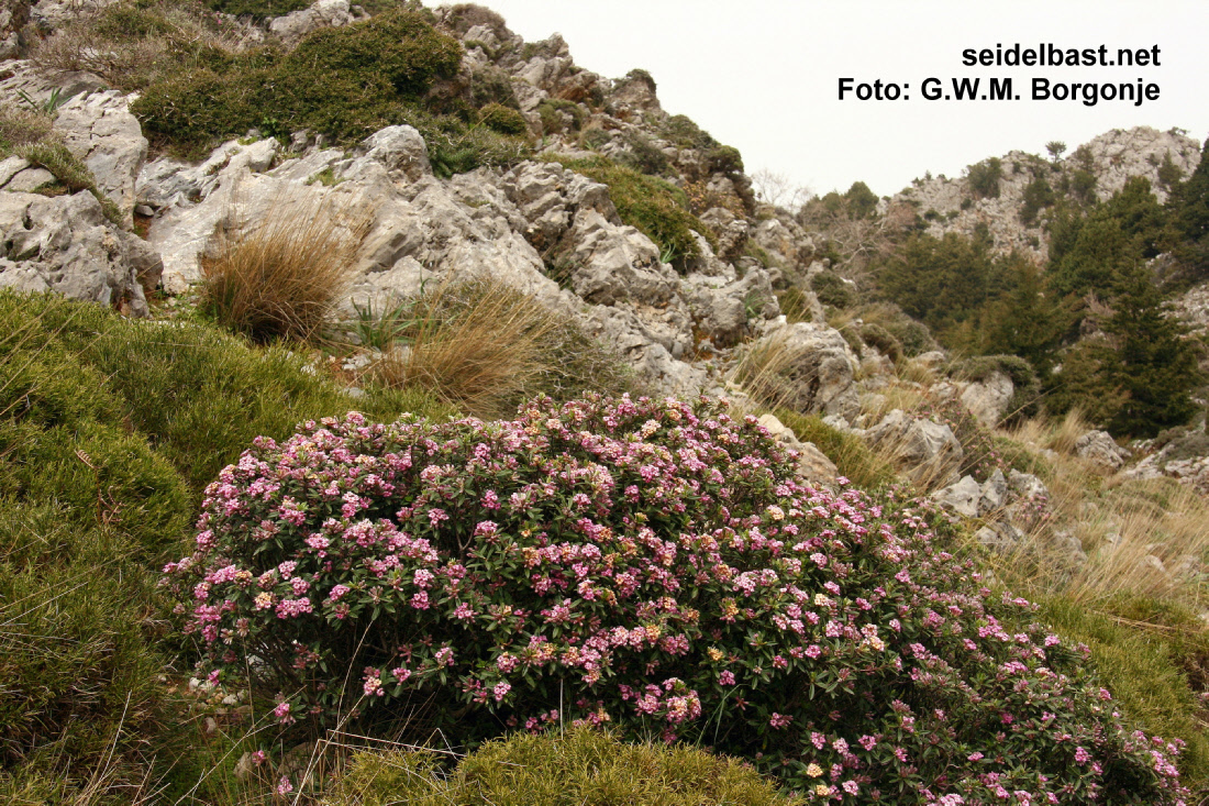 Daphne sericea subsp. sericea, Crete, Greece, 'seidenhaariger Seidelbast'