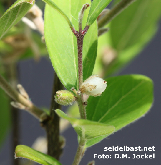 Daphne genkwa white fruit, close up Daphne genkwa white fruit, close up