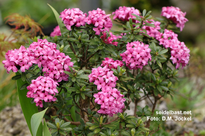 Daphne x kazbali [rollsdorfii] ‘Wilhelm Schacht’ shrub