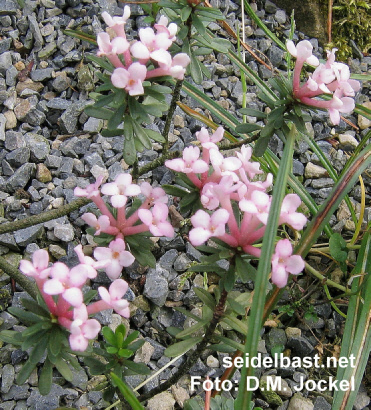 Daphne x hendersonii 'Aymon Correvon' blossoms, 'Hendersons Seidelbast'