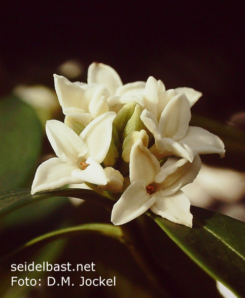 Daphne odora ‘Alba’ inflorescence close-up, 'Duft Seidelbast'