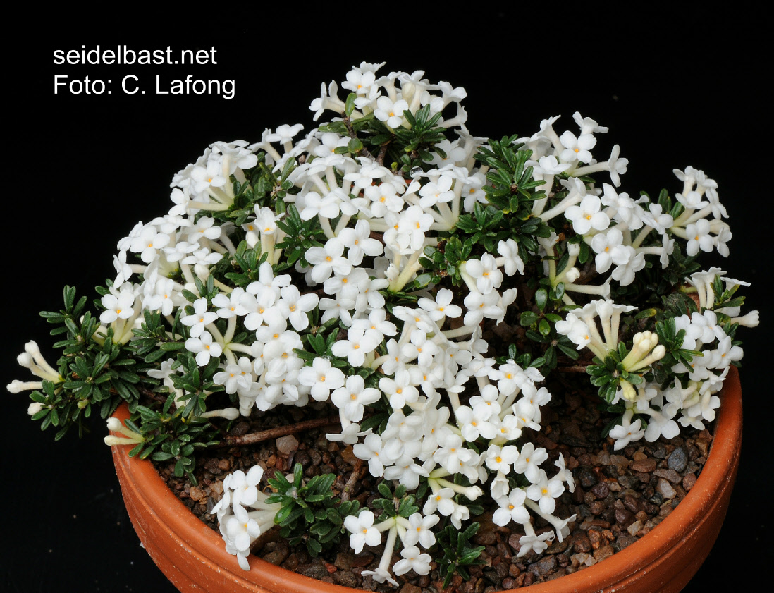 Daphne petraea ‘Tremalzo’, award-winning plant, 'FelsenSeidelbast