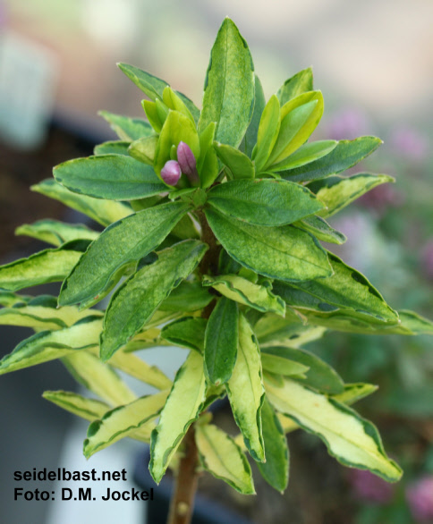 Daphne tangutica ‘Gold Dust’, variegated form