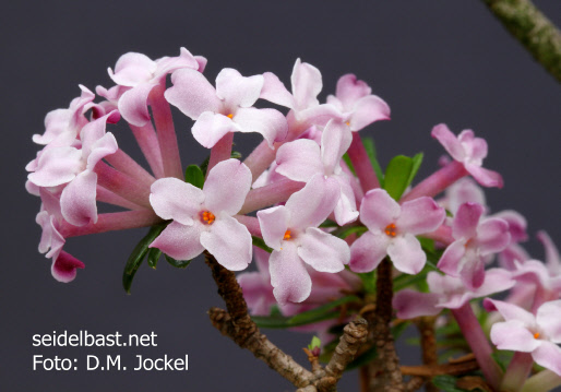 flowers close-up of Daphne X rodriguezii x arbuscula, 1