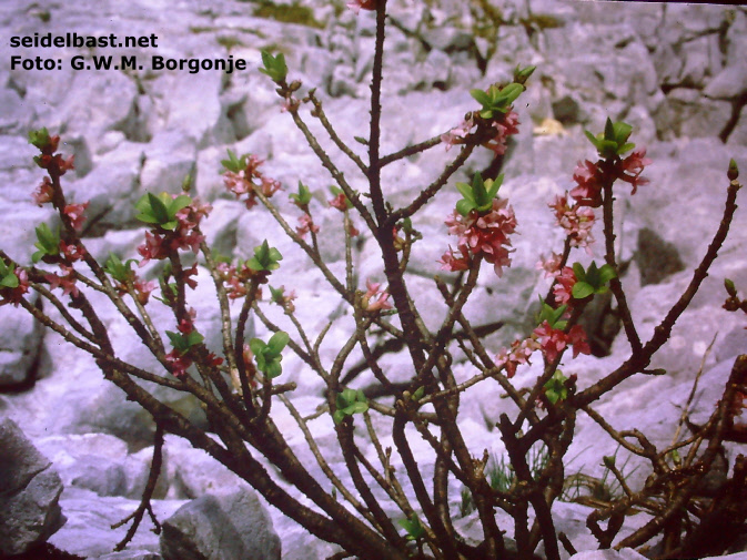 Daphne mezereum, Dachstein Mts., Austria, 'gewöhnlicher Seidelbast'