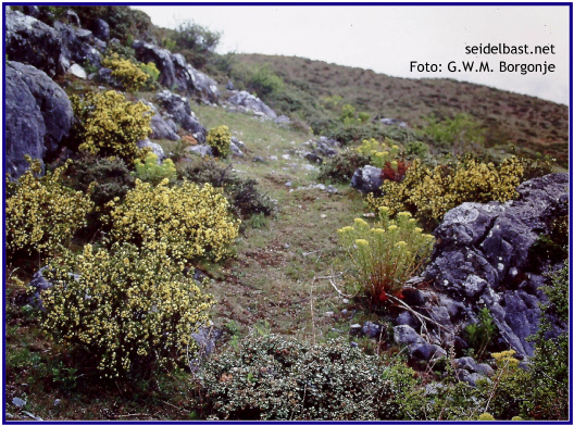 Gelb-blühende Daphne calcicola am Naturstandort, China, Yunnan, Zhongdian