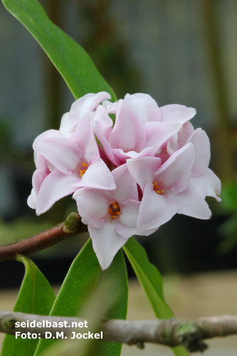 inflorescence close-up of Daphne x 'Pompom-Pink'