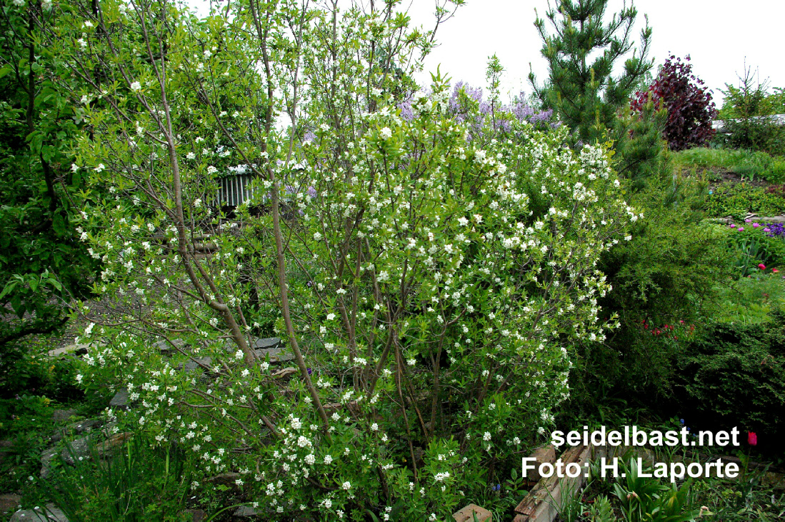 huge shrub of Daphne caucasica, 'Kaukasus Seidelbast'