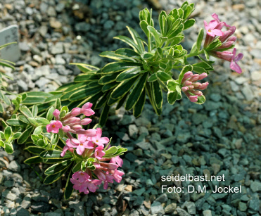 Daphne cneorum ‘Zuckerstein’, Rosmarin-Seidelbast