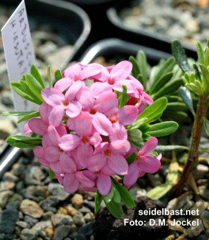 Daphne arbuscula hirsuta, 'Bäumchen-Seidelbast'