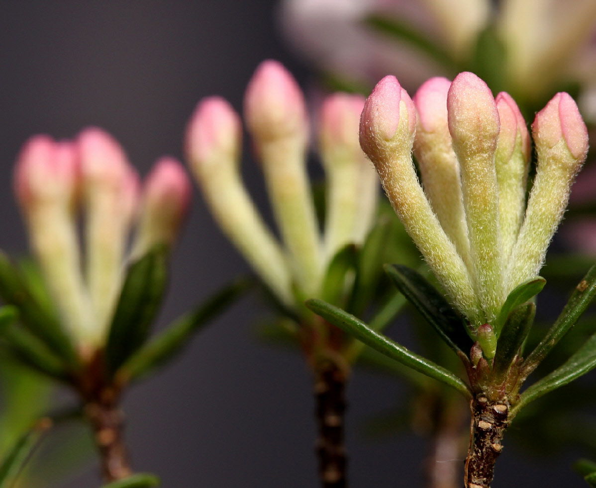 Daphne arbuscua flowers in bud, close up