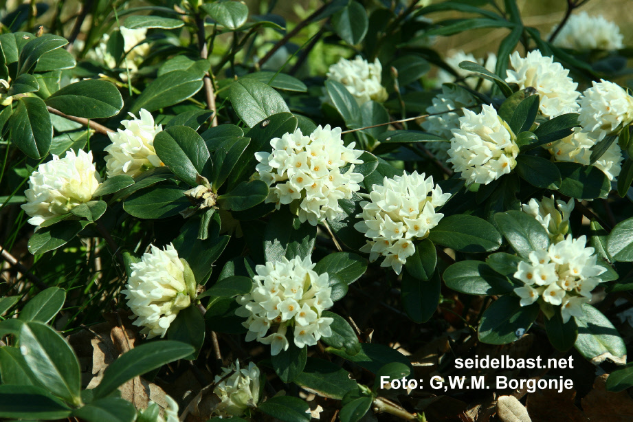 inflorescences of Daphne blagayana, 'Königs-Seidelbast', 'Blagays Seidelbast'