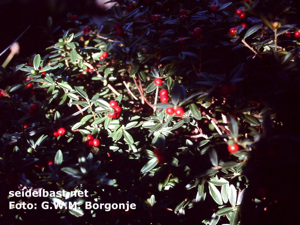  red fruits of Daphne tangutica