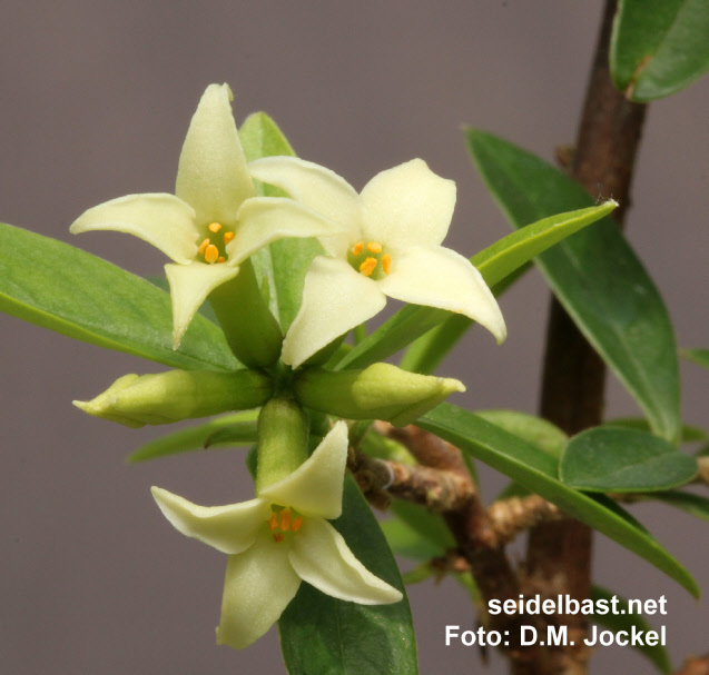 Daphne longilobata inflorescence close-up, 'langlappiger Seidelbast'