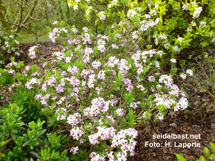 Daphne x ‘Pink Star’ flowering shrub