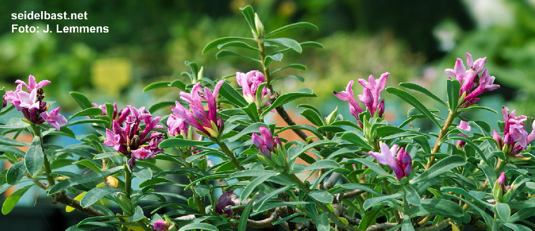 flowering Daphne striata ‘Wolfgang Reich’,-'Kahles Steinröschen' oder auch 'gestreifter Seidelbast'