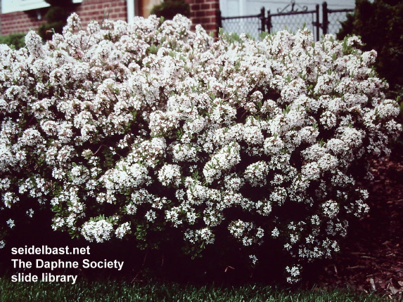 Daphne x burkwoodii ‘Carol Mackie’  rich flowering shrub, 'Burkwoods Seidelbast'