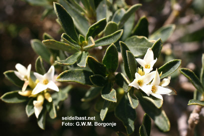 Daphne oleoides flowers close-up, Turkey, 'ölbaumähnlicher Seidelbast'