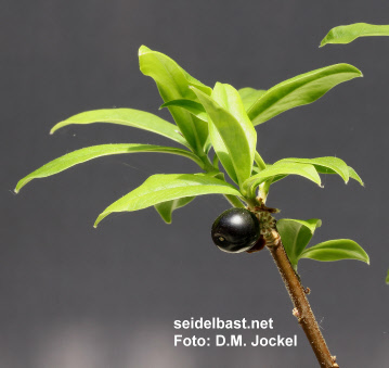 Daphne x ‘Spring Herald’ with black fruit