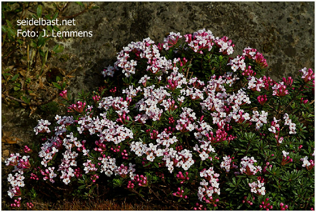 Daphne x thauma flowering shrub