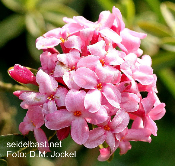 Daphne x ‘Bendl Barth’ inflorescence