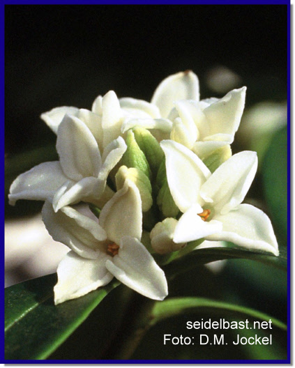 Daphne odora 'Alba', Winter-Daphne inflorescence close-up