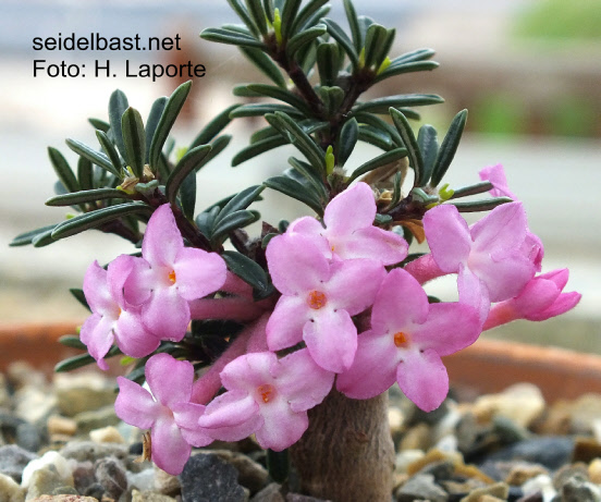 Daphne petraea ‘The Beacon’ , 'FelsenSeidelbast