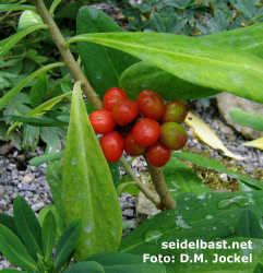 Daphne jezoensis red fruits, in garden