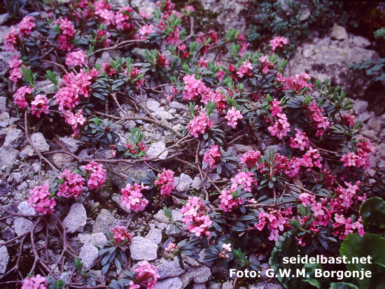 big prostrate shrub of Daphne velenovskyi, 'Velenovskys Seidelbast'