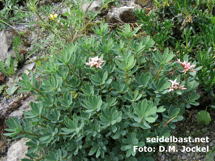 Daphne kosaninii shrub