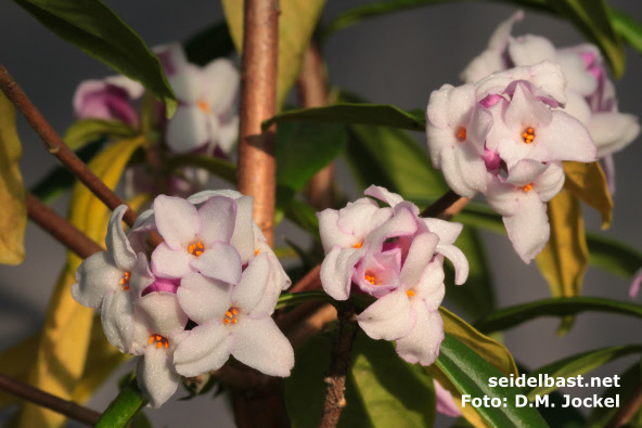 Daphne x ‘Pompom-Pink’ in winter sunlight