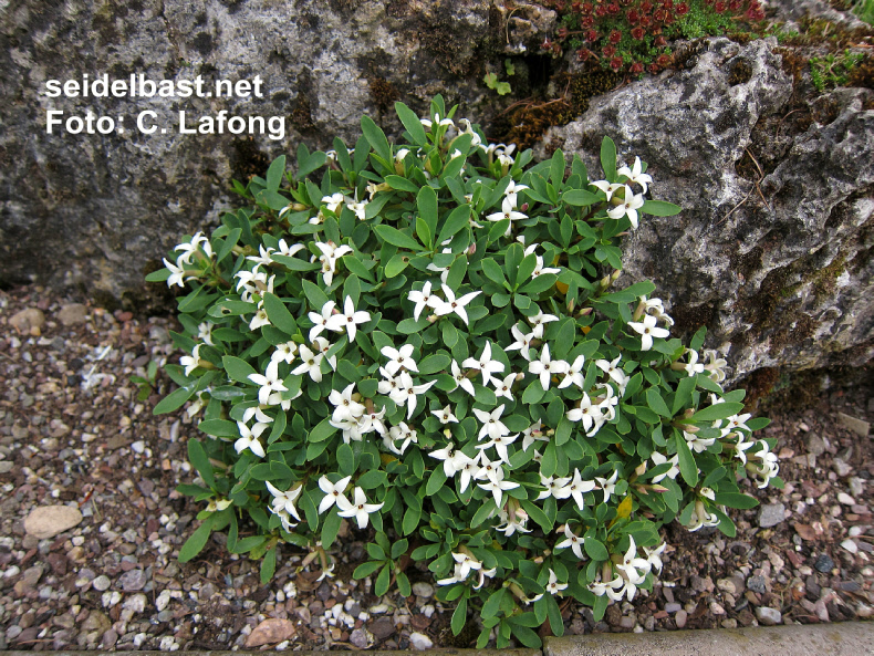 Well grown shrub of Daphne malyana , 'Maly's Seidelbast'